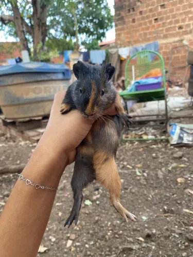 Bicho
