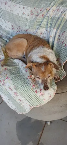 Babá de pet