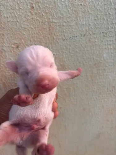 Vendo filhote de Pitbull Red Nose Rondonópolis -MT