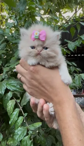 Vendo Linda Filhotinha de Gato Persa (Fêmea)