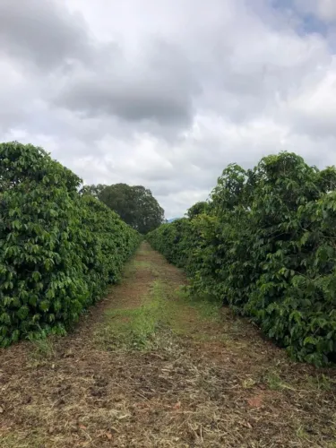 Espetacular Fazenda de 126 Hectares, com Plantação de Café de Alto Padrão - Campanha/MG