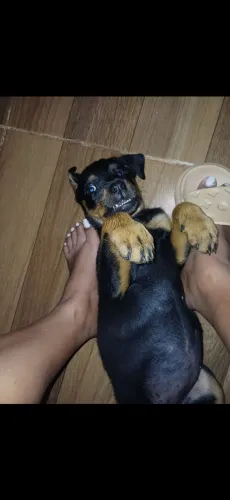 cachorra rottweiler puro