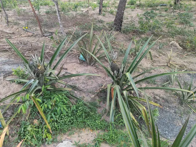 Vendo uma chácara de uma hectare ou troca por outra menor mais próximo a cidade