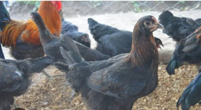 GALINHA CANELA PRETA.