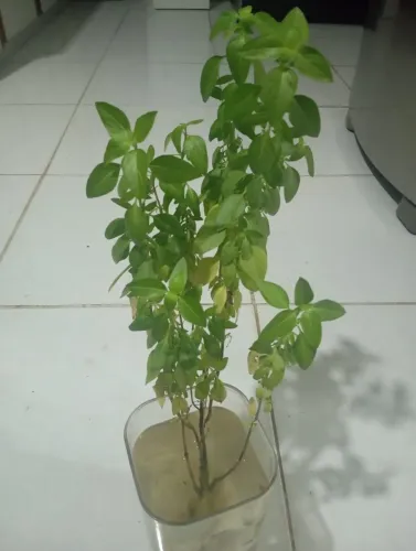 Mudas de plantas