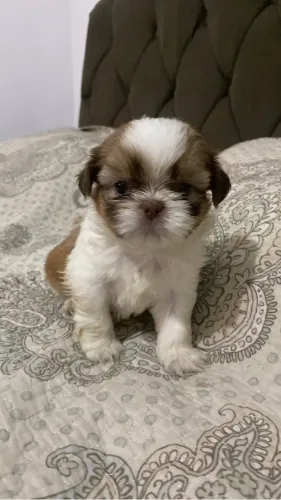 Filhote Shih-tzu macho - focinho rosado?