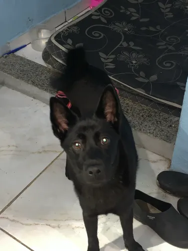 DOAÇÃO! mistura de chow-chow preto 