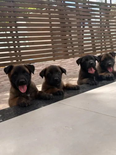 Animais de estimação