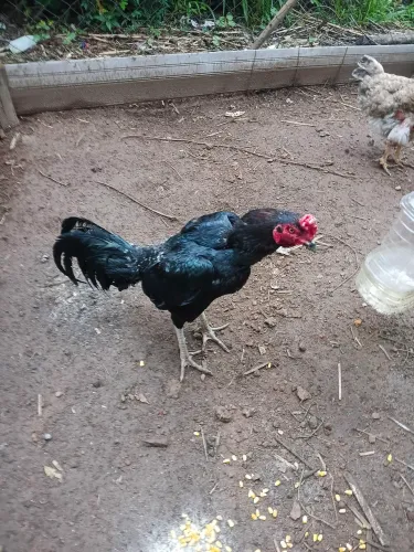 Galo indio 