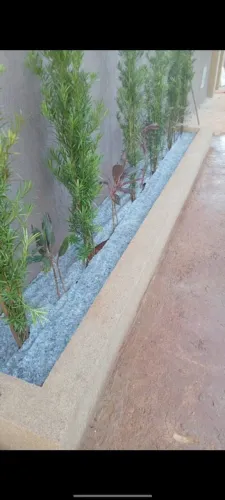 Podocarpus 