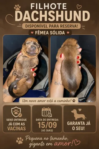 dachshund
