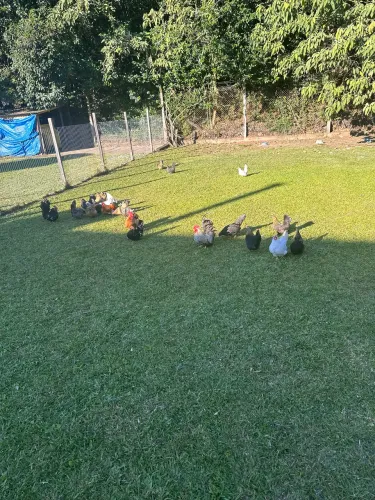 Mini galinhas Nagasaki 