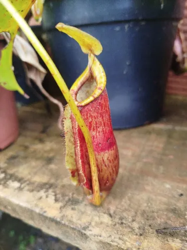 Plantas carnívoras