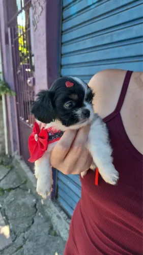 Shih-tzu com 62 dias vacinado 