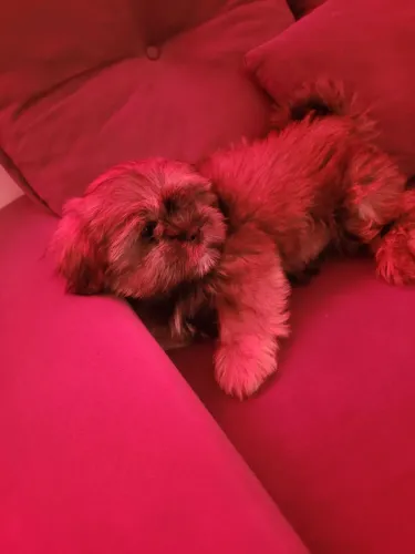 Vendo cachorro Shi-tzu ?