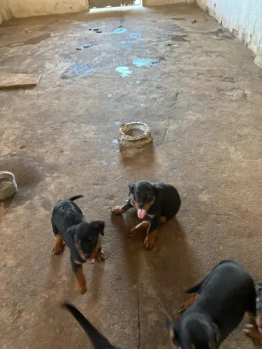 Filhotes de Cachorro