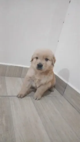 Golden Retriever filhotes lindos disponíveis