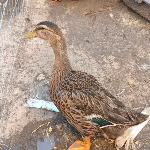 Pato, Marreco Casal