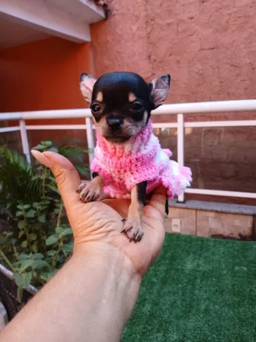 Chihuahuas para estimação.