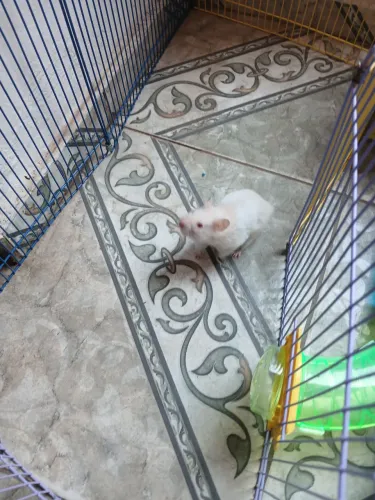 Hamster e Gaiola