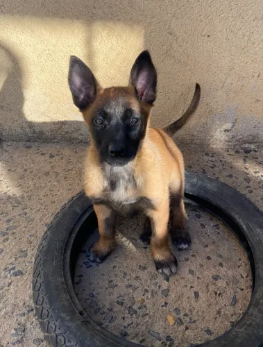 Pastor Belga Malinois