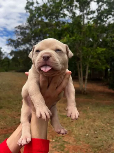 Pitbull monster