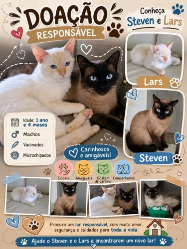Gatinhos p/ doação BSB