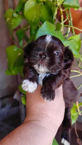 Lindos filhotes de Shitzu micros disponíveis para venda , animais incríveis *42