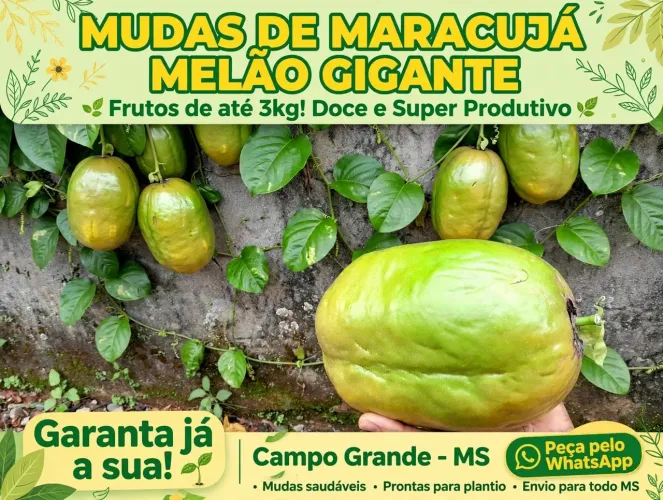 Muda de Maracujá Melão Gigante - Raridade - 1 Metro