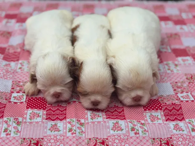 Shih tzu