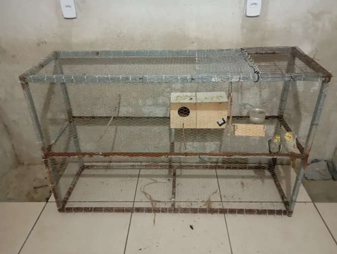 Venda de casal de aves calopsita