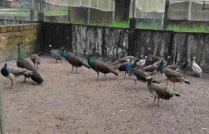 Pavões