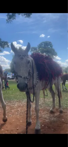 Vende-se cavalo 