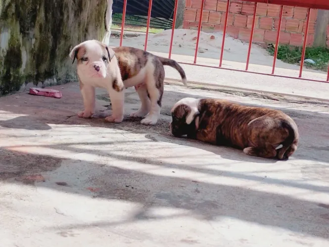 Bulldog americano