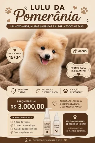 Filhotes Lulu Pomerânia