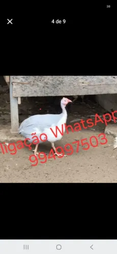 Picotes e galinhas