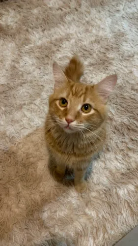 ADOÇÃO GATO MACHO ADULTO