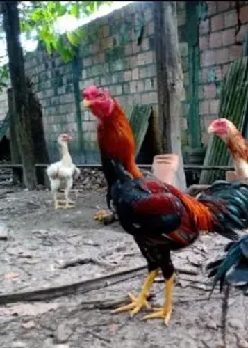 Galo índio bola