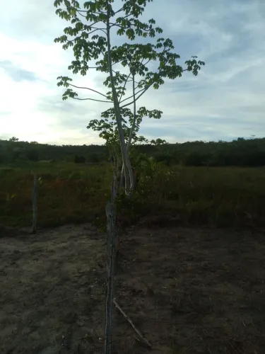 Vendo terreno em Itaporanga no povoado água boa a 10 minutos da praia da Caueira 