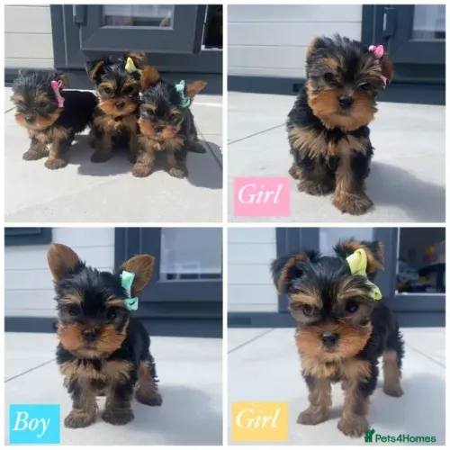 Cãozinho Yorkshire/York brincalhões e super sociáveis