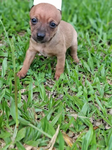 Entregamos para você! Filhote de Pinscher macho