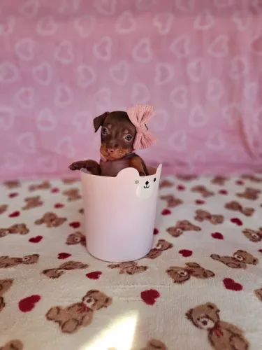 Filhotes Pinscher/ Pincher super dócil com pelagem densa e brilhante