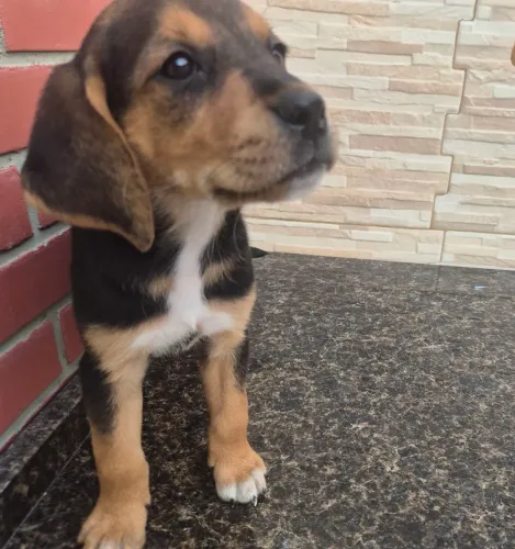 Lindos filhotes de Beagle com Golden