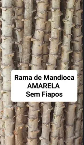 MANDIOCA AMARELA (RAMA para PLANTAR)