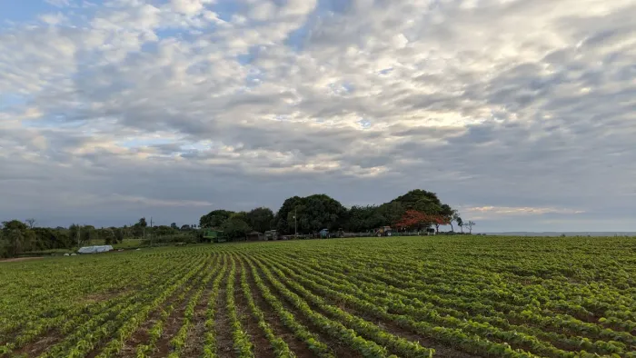 Fazenda 400 ha na Região do Tupã (Margarida) | 280 ha plantados | R$ 22 milhões