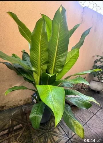Planta/Jardinagem e paisagismo