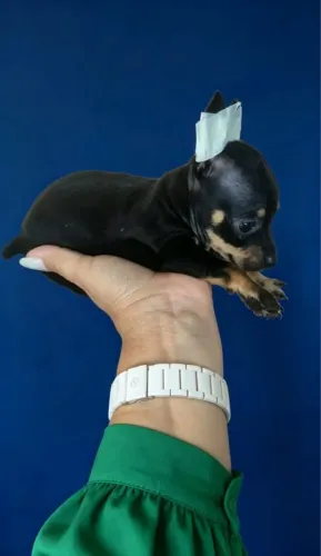 Pinscher