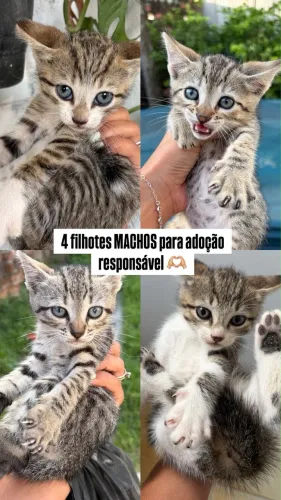 Doação de gatos macho