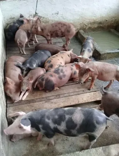 * Porcos pra vender rápido 3 meses de vida 350,00