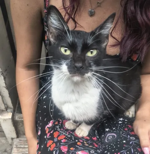 gatinha de rua precisando de um lar/ gatinha grávida